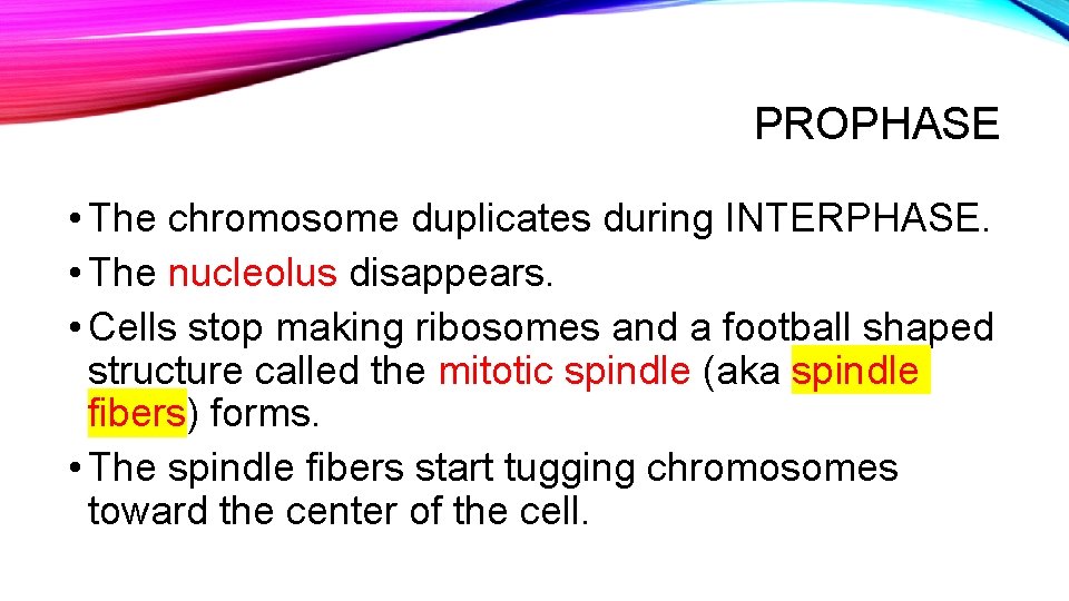 PROPHASE • The chromosome duplicates during INTERPHASE. • The nucleolus disappears. • Cells stop