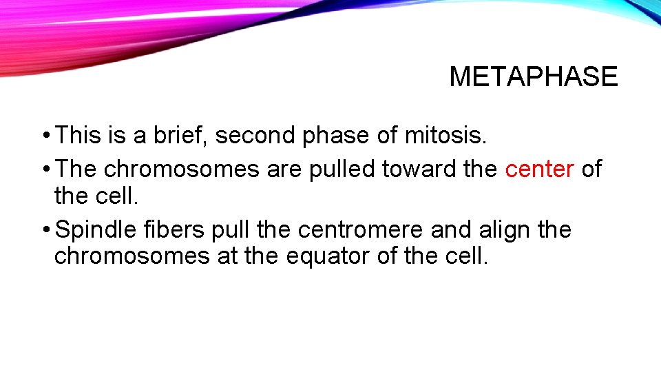 METAPHASE • This is a brief, second phase of mitosis. • The chromosomes are