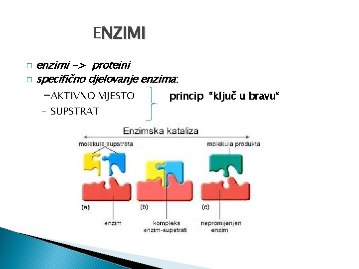 ENZIMI enzimi -> proteini � specifično djelovanje enzima: � -AKTIVNO MJESTO - SUPSTRAT princip