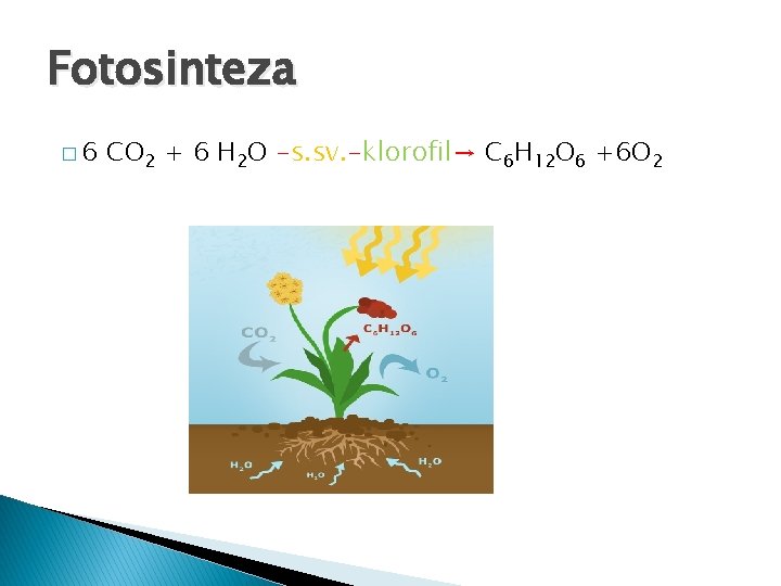 Fotosinteza � 6 CO 2 + 6 H 2 O -s. sv. -klorofil→ C