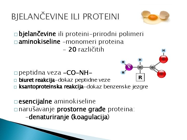 BJELANČEVINE ILI PROTEINI � bjelančevine ili proteini-prirodni polimeri � aminokiseline –monomeri proteina - 20