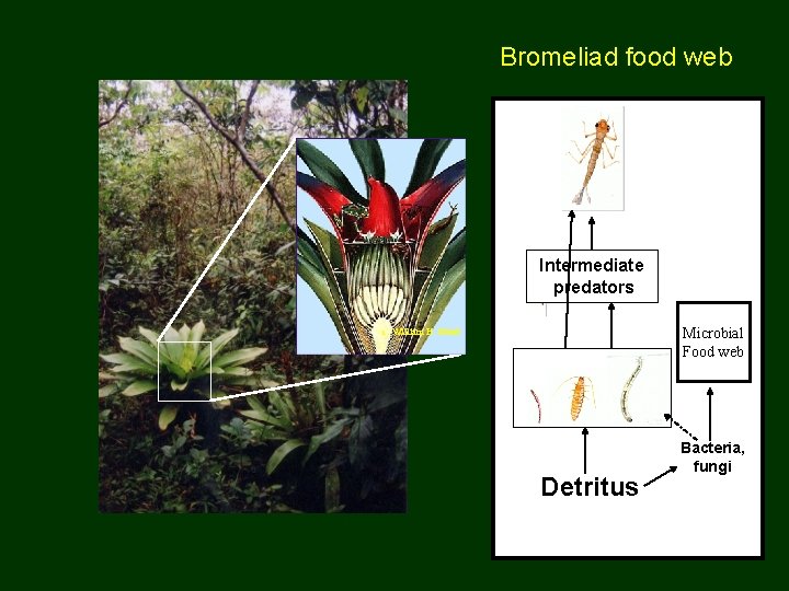 Bromeliad food web Intermediate predators Microbial Food web c. William H. Bond Detritus Bacteria,