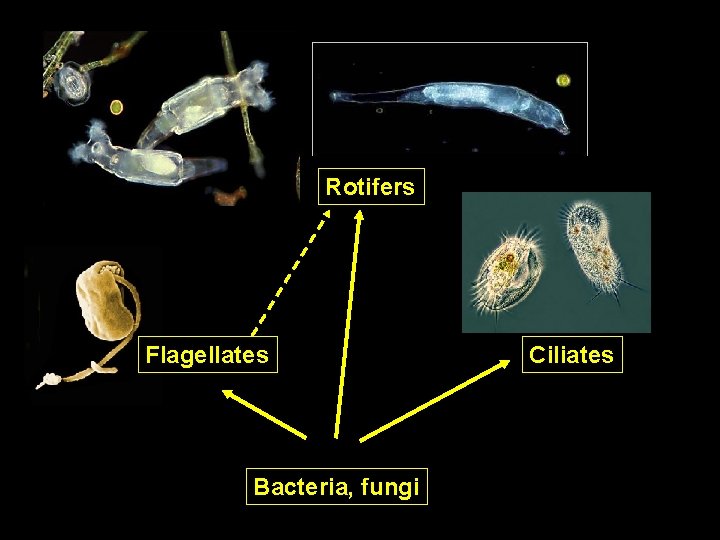 Rotifers Flagellates Bacteria, fungi Ciliates 