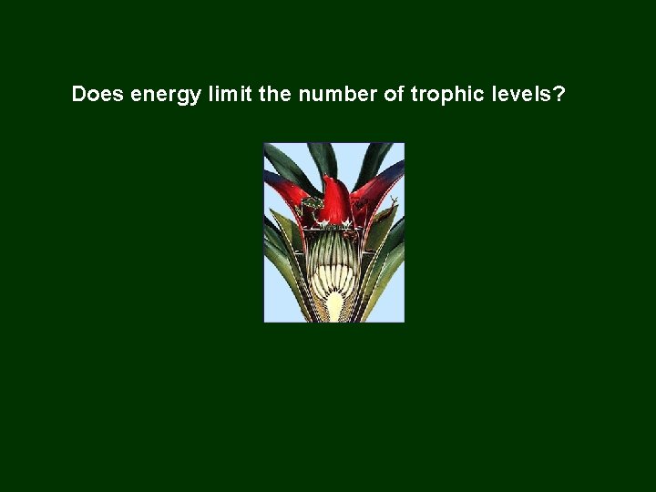 Does energy limit the number of trophic levels? 