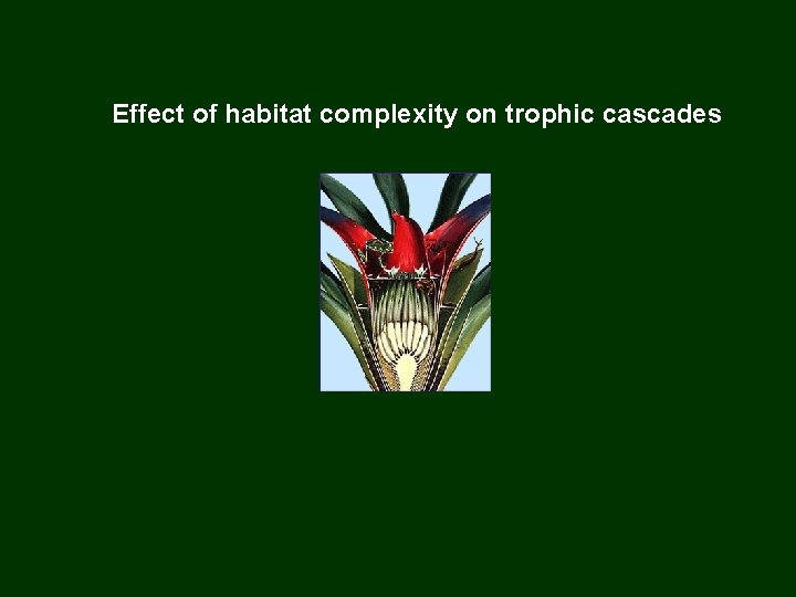 Effect of habitat complexity on trophic cascades 