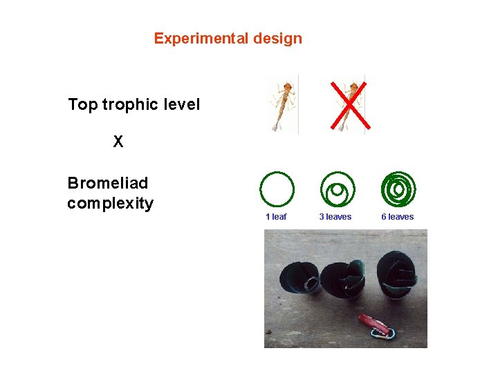 Experimental design Top trophic level X Bromeliad complexity 1 leaf 3 leaves 6 leaves