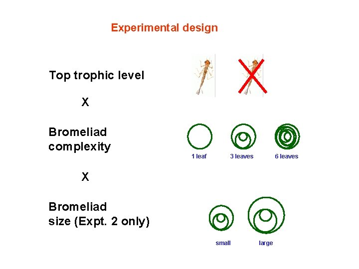 Experimental design Top trophic level X Bromeliad complexity 1 leaf 3 leaves 6 leaves