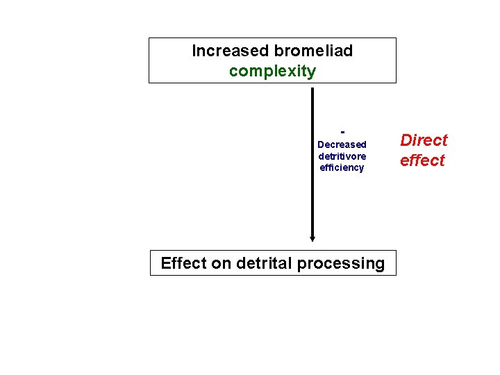 Increased bromeliad complexity Decreased detritivore efficiency Effect on detrital processing Direct effect 