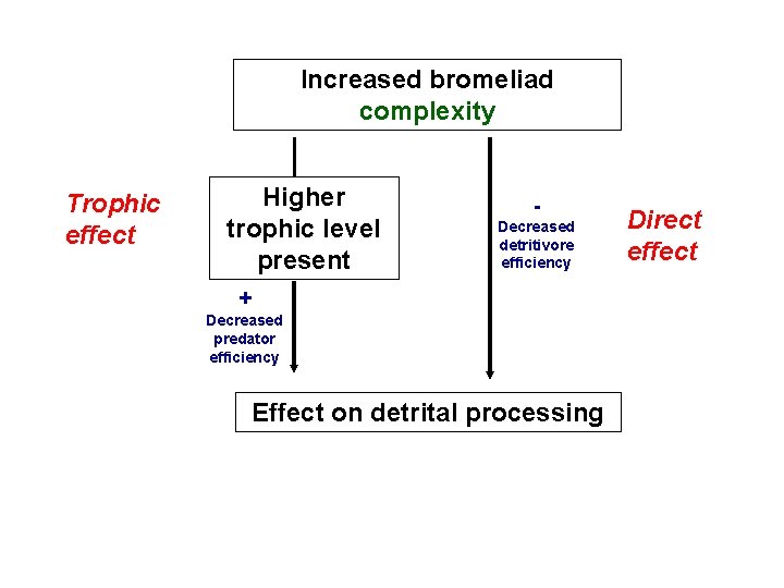 Increased bromeliad complexity Trophic effect Higher trophic level present Decreased detritivore efficiency + Decreased