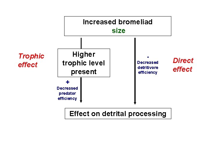 Increased bromeliad size Trophic effect Higher trophic level present Decreased detritivore efficiency + Decreased