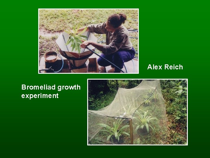 Alex Reich Bromeliad growth experiment 