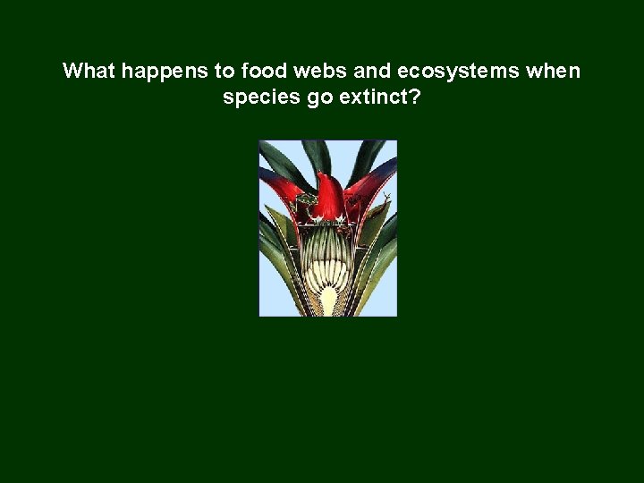 What happens to food webs and ecosystems when species go extinct? 