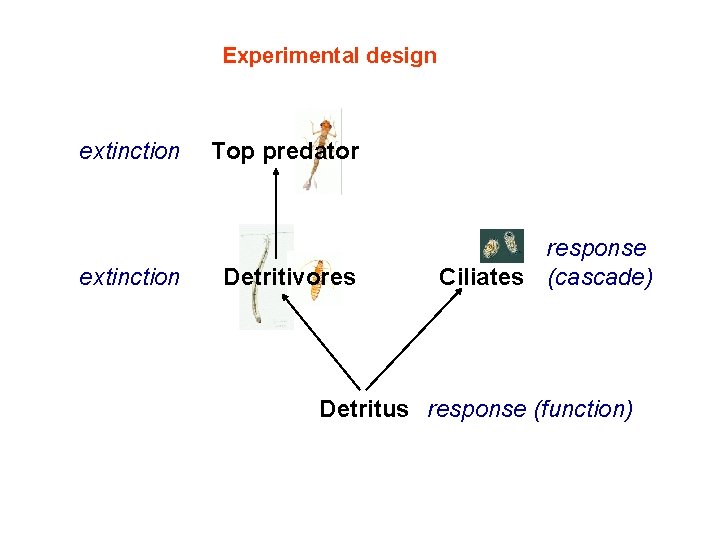Experimental design extinction Top predator Detritivores response Ciliates (cascade) Detritus response (function) 