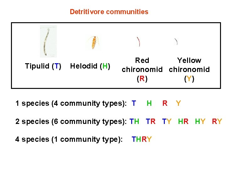 Detritivore communities Tipulid (T) Helodid (H) Red Yellow chironomid (R) (Y) 1 species (4