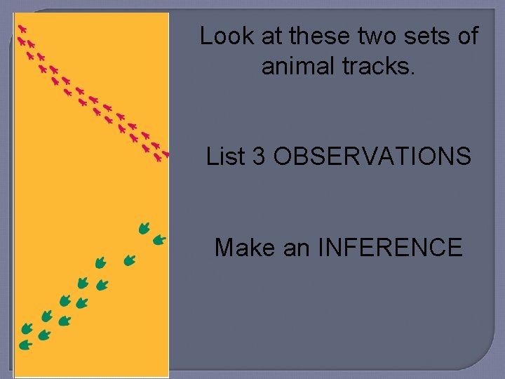 Look at these two sets of animal tracks. List 3 OBSERVATIONS Make an INFERENCE