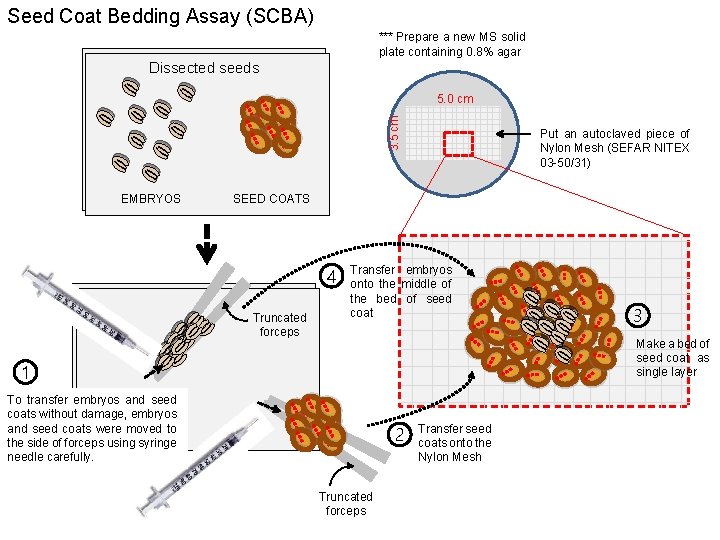 Seed Coat Bedding Assay (SCBA) *** Prepare a new MS solid plate containing 0.