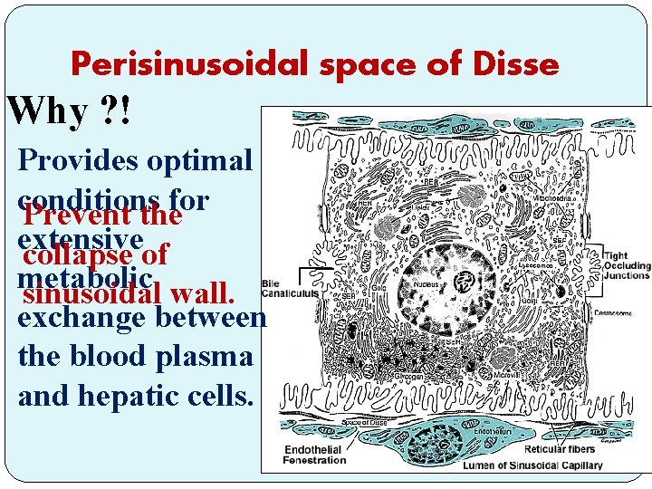 Perisinusoidal space of Disse Why ? ! Provides optimal conditions for Prevent the extensive