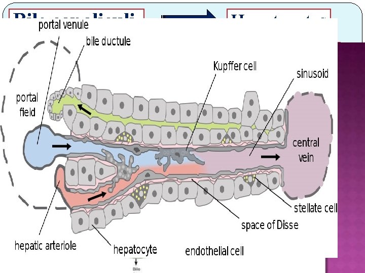 Bile canaliculi Bile ductules Canals of Hering Bile ducts Hepatic ducts Columnar cells Hepatocytes