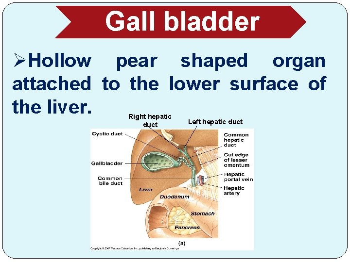 Gall bladder ØHollow pear shaped organ attached to the lower surface of the liver.