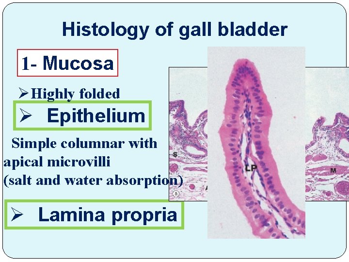Histology of gall bladder 1 - Mucosa ØHighly folded Ø Epithelium Simple columnar with
