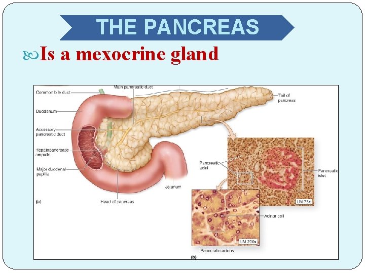 THE PANCREAS Is a mexocrine gland 
