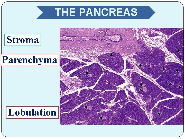 THE PANCREAS Stroma Parenchyma Lobulation 