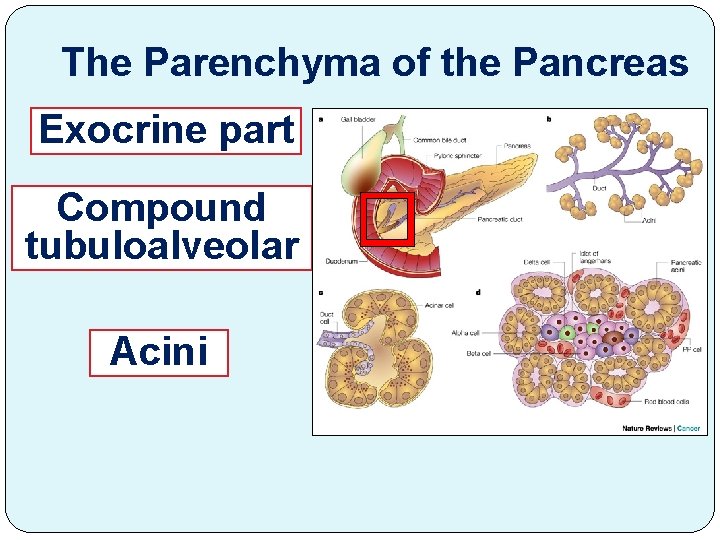 The Parenchyma of the Pancreas Exocrine part Compound tubuloalveolar Acini 