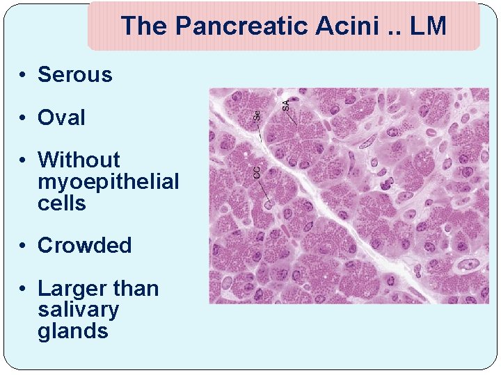 The Pancreatic Acini. . LM • Serous • Oval • Without myoepithelial cells •