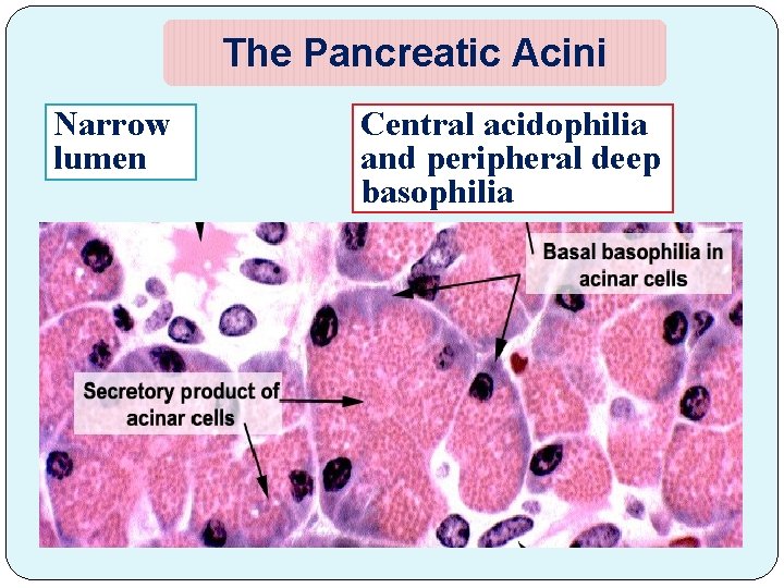 The Pancreatic Acini Narrow lumen Central acidophilia and peripheral deep basophilia 