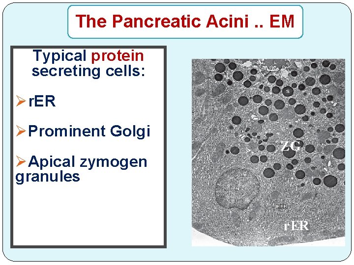 The Pancreatic Acini. . EM Typical protein secreting cells: Ør. ER ØProminent Golgi ØApical
