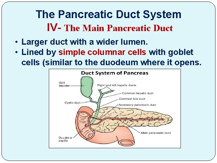 The Pancreatic Duct System IV- The Main Pancreatic Duct • Larger duct with a