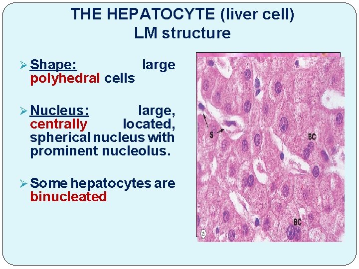 THE HEPATOCYTE (liver cell) LM structure Ø Shape: polyhedral cells large Ø Nucleus: large,
