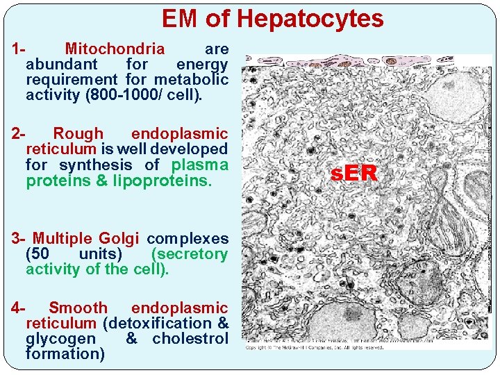 EM of Hepatocytes 1 - Mitochondria are abundant for energy requirement for metabolic activity