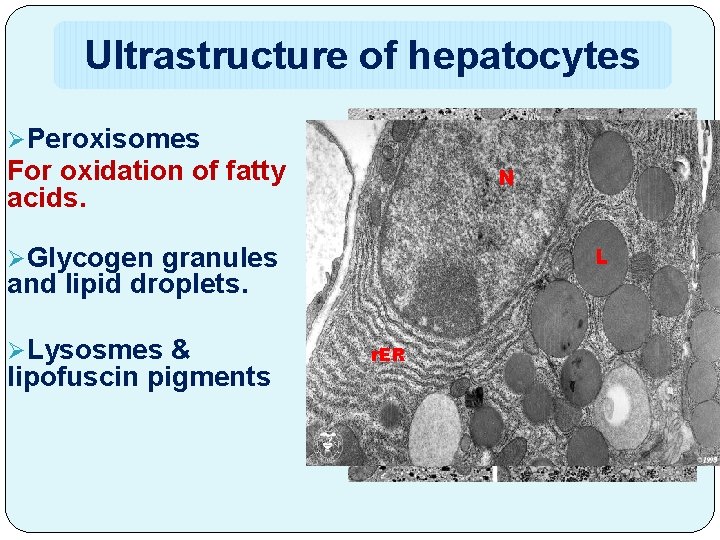 Ultrastructure of hepatocytes ØPeroxisomes For oxidation of fatty acids. N ØGlycogen granules L and