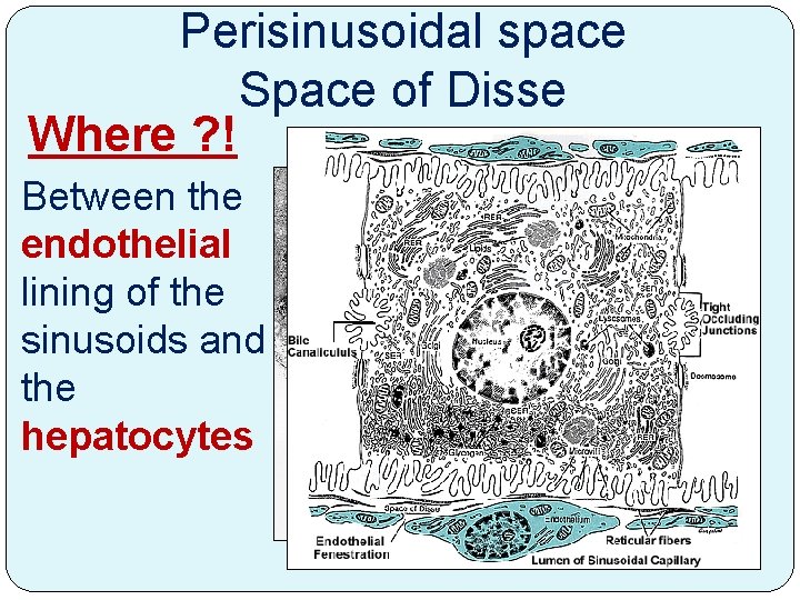 Perisinusoidal space Space of Disse Where ? ! Between the endothelial lining of the