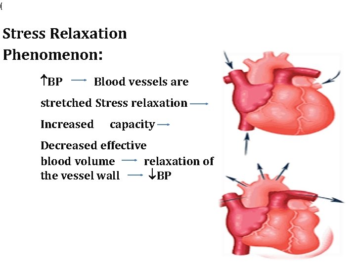 ( Stress Relaxation Phenomenon: BP Blood vessels are stretched Stress relaxation Increased capacity Decreased