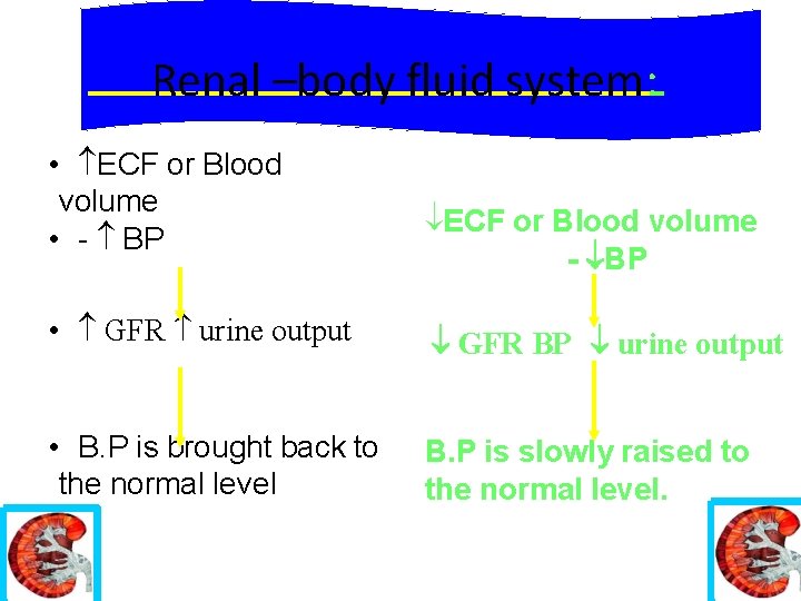 Renal –body fluid system: • ECF or Blood volume • - BP ECF or