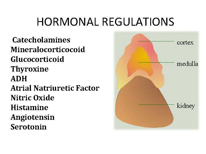HORMONAL REGULATIONS Catecholamines Mineralocorticocoid Glucocorticoid Thyroxine ADH Atrial Natriuretic Factor Nitric Oxide Histamine Angiotensin