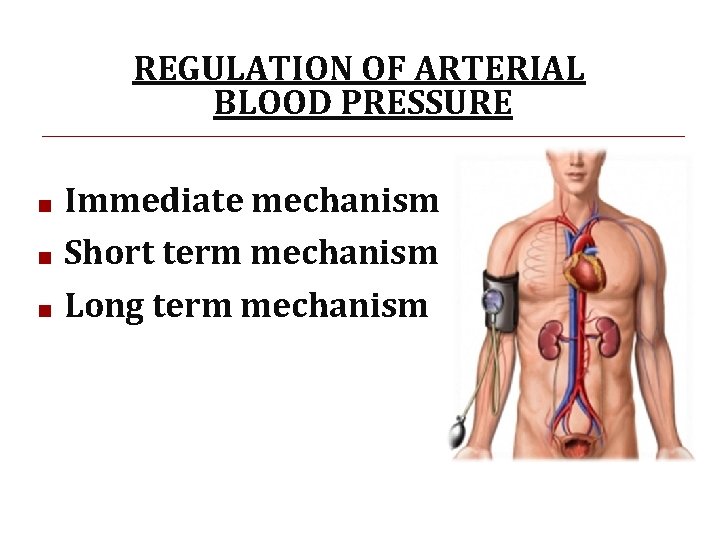 REGULATION OF ARTERIAL BLOOD PRESSURE Immediate mechanism ■ Short term mechanism ■ Long term