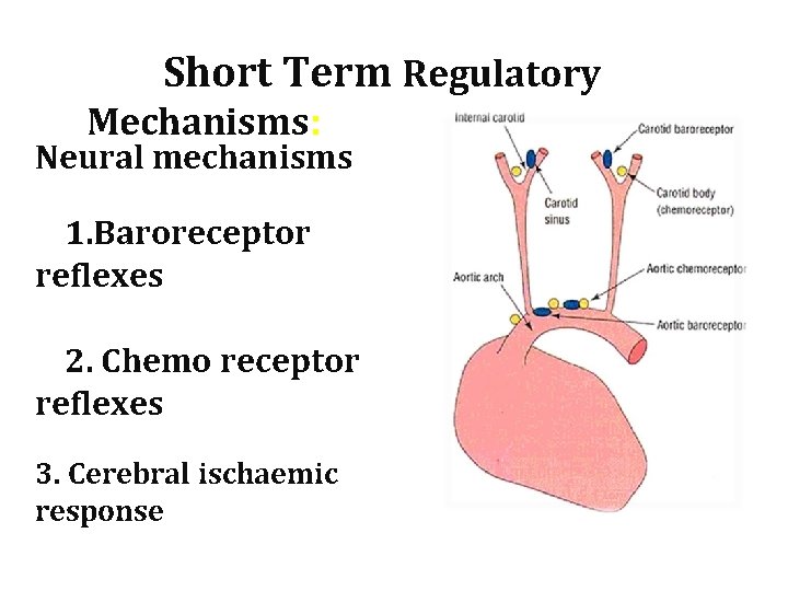 Short Term Regulatory Mechanisms: Neural mechanisms 1. 1. Baroreceptor reflexes 2. 2. Chemo receptor