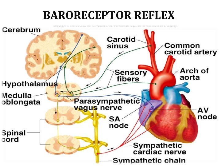 BARORECEPTOR REFLEX 02/16/16 