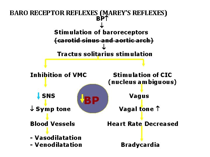 BARO RECEPTOR REFLEXES (MAREY’S REFLEXES) BP Stimulation of baroreceptors (carotid sinus and aortic arch)