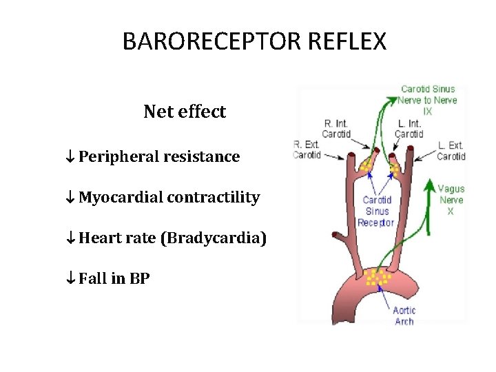 BARORECEPTOR REFLEX Net effect Peripheral resistance Myocardial contractility Heart rate (Bradycardia) Fall in BP