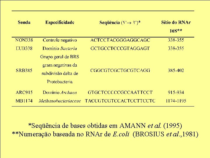 *Seqüência de bases obtidas em AMANN et al. (1995) **Numeração baseada no RNAr de