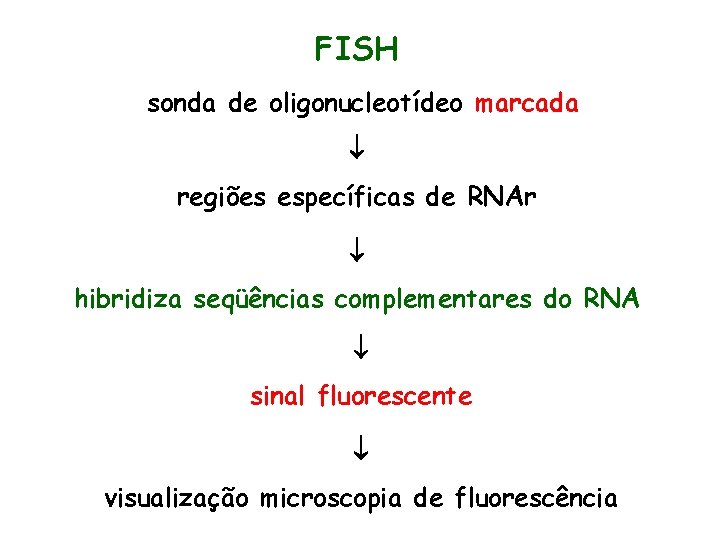 FISH sonda de oligonucleotídeo marcada regiões específicas de RNAr hibridiza seqüências complementares do RNA