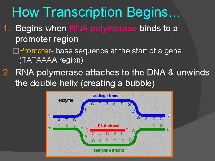 How Transcription Begins… 1. Begins when RNA polymerase binds to a promoter region �Promoter-
