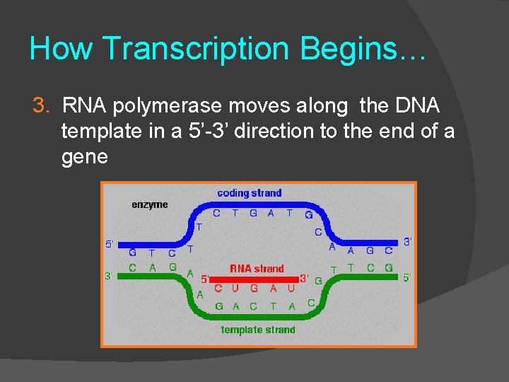 How Transcription Begins… 3. RNA polymerase moves along the DNA template in a 5’-3’