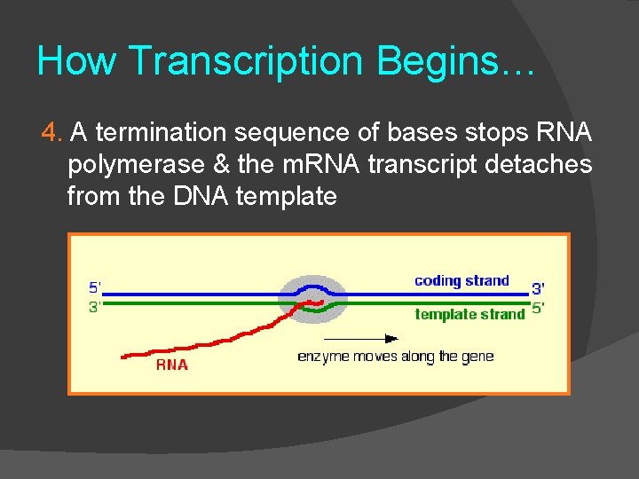 How Transcription Begins… 4. A termination sequence of bases stops RNA polymerase & the