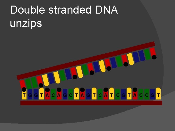 Double stranded DNA unzips T G G T A C A G C T