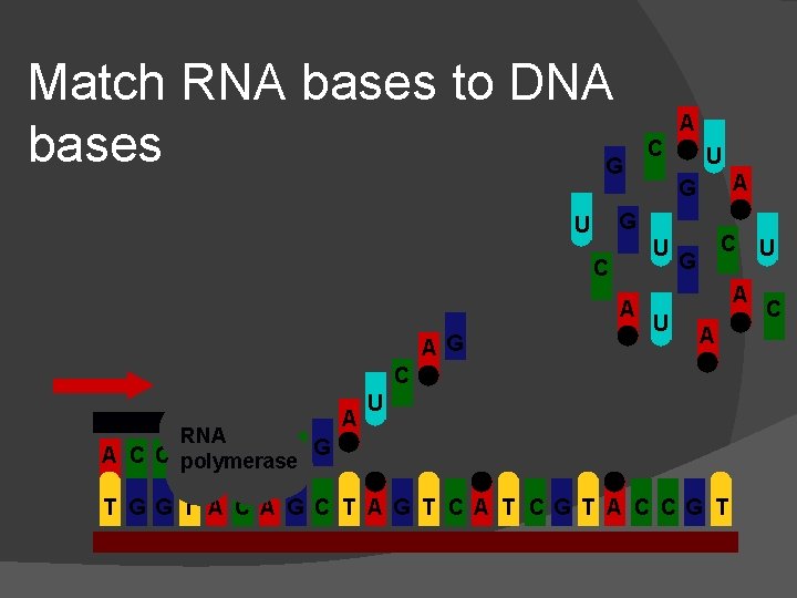 Match RNA bases to DNA bases G C U A G G U U